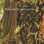 Walnussblätter trocknen

Die Blätter lassen sich hervorragend an der Luft – geschützt vor direkter Sonneneinstrahlung und bei einer leichten Brise – trocknen, besonders bei warmen Temperaturen. Sie sollten nicht zäh sein, sondern knusprig und trocken. Wenn man die Blätter fein zerkleinert, lässt sich die richtige Menge für die spätere Fütterung leichter abmessen.

Getrocknete Walnussblätter sollten am besten innerhalb eines Jahres verbraucht werden, damit die Nährstoffe erhalten bleiben. Zur Aufbewahrung eignet sich ein luftdicht verschließbarer Behälter am besten, um Feuchtigkeit fernzuhalten.

Möchtest du mehr über den Walnussbaum erfahren?

https://marshawijlhuizen.nl/meine-bucher-deutsch/

#natürlichepferdefütterung
#wandernmitpferden
#natürlichePferdefütterung
#plantwalk
#Pferdepflanzen