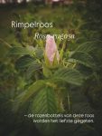 Na zonneschijn komt (gelukkig) regen.

Wat een prachtig weer de laatste weken. Maar wat was de regen welkom! Nu verschijnen er weer volop nieuwe planten voor de paarden.

Meer inspiratie nodig?
Bezoek dan mijn website en bestel 'Het grazen in het landschap plantenboek- Wat paarden eten'.

www.marshawijlhuizen.nl

#wandelenmetpaarden
#natuurlijkepaardenvoeding
#plantenwandeling
#paardenplanten