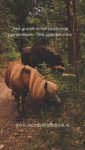 'Het grazen in het landschap plantenboek- Wat paarden eten'

Op zoek naar eetbare planten voor paarden?
Op zoek naar informatie hoe je ze herkent?
Meer weten over inhoudsstoffen, werking en toepassingen?
En de ervaringen die Noah en Molly hebben?
Van meer dan 100 planten vind je al deze informatie in dit boek.
Te bestellen op mijn website!

https://marshawijlhuizen.nl/mijn-boeken/

#wandelenmetpaarden
#natuurlijkepaardenvoeding
#plantenwandeling
#paardenplanten