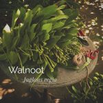 Walnoot - Juglans regia

Iedereen zou een Walnoot op de wei moeten hebben. Niet alleen voor de schaduw maar ook omdat het blad gedroogd, een waardevolle aanvulling is op het dieet van de paarden.

Het experiment van vorig jaar was zo goed verlopen dat ik dit jaar het weer opnieuw doe.

Ik voeg regelmatig een week of twee achter elkaar gedroogd Walnootblad toe aan de voeremmers van Noah en Molly. Daarnaast is het ook een EHBO 'kruid' bij zachte mest. Ze hebben het niet vaak maar soms vanuit het niets een beetje zachte mest of water erbij. Een paar dagen Walnootblad erbij geven en ze hebben weer prachtige mest.

Meer weten over de boom? Een uitgebreide beschrijving vind je in 'Het grazen in het landschap plantenboek- Wat paarden eten'.

https://marshawijlhuizen.nl/mijn-boeken/

#wandelenmetpaarden
#natuurlijkepaardenvoeding
#plantenwandeling
#paardenplanten