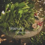 Walnuss – Juglans regia

Jeder sollte einen Walnussbaum auf seiner Weide haben. Nicht nur wegen des Schattens, sondern auch, weil die getrockneten Blätter eine wertvolle Ergänzung zur Pferdefütterung darstellen.

Das Experiment im letzten Jahr verlief so gut, dass ich es dieses Jahr wiederhole, Walnussblätter trocknen.

Ich gebe regelmäßig für ein bis zwei Wochen getrocknete Walnussblätter in Noahs und Mollys Futtereimer. Außerdem dienen sie als Erste-Hilfe-Kraut bei weichem Kot. Das kommt zwar nicht oft vor, aber ab und zu haben sie etwas weichen Kot oder Kotwasser. Nach ein paar Tagen mit Walnussblättern ist ihr Kot wieder schön fest.

Möchten Sie mehr über den Baum erfahren? Eine detaillierte Beschreibung finden Sie in 'Wandern und grasen; mit Pferden unterwegs in der Landschaft - Wildpflanzen für Pferde.'

https://marshawijlhuizen.nl/meine-bucher-deutsch/

#natürliche Pferdefütterung
#wandernmitpferden
#natürlichesPferdefutter
#Pferdepflanzen