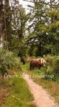 Het grazen in het landschap plantenboek - Wat paarden eten!
Meer dan 100 planten gebundeld ter inspiratie!

https://marshawijlhuizen.nl/mijn-boeken/

#walkingwithhorses
#walkingwithfreehorses
#nonriddenequine
#naturelhorsefeeding
#wandelenmetpaarden
#wandelenmetvrijepaarden
#natuurlijkepaardenvoeding
#natuurlijkpaardenhouden
#paardnatuurlijk #paardenkruiden
#intothewoods #kruidenwandeling
#treehay #paardenplanten
#trust #vertrouwen #vertrauen
#irishcob #shetlandpony
#respectfulequinephotography

www.marshawijlhuizen.nl