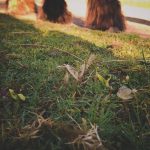 Zaailingen in het voorjaar

Het warme weer van de afgelopen dagen zorgt voor een explosie van zaailingen. Niet alle zaden die kiemen zijn even gewild. Sommige bomen hebben een geniale manier om hun zaden te verspreiden, zoals bijvoorbeeld de Gewone esdoorn en ze komen overal op.

Een tijd geleden ben ik op onderzoek uitgegaan omdat we naast onze wei een bosje van deze prachtige bomen hebben staan. Het verhaal van de zogenaamde gevaarlijke en slechte Gewone Esdoorn is iets genuanceerder dan dat ons vaak verteld wordt.

Ik raad het aanplanten van de Gewone Esdoorn niet aan omdat er zoveel andere mooie bomen zijn. En ik pluk inderdaad de zaailingen uit de raden van onze track omdat ik niet nog een bos wil maar verder genieten de paarden van de schaduw die de grote bomen geven tijdens een warme zomer.

https://marshawijlhuizen.nl/gezondheid/esdoorn-acer-pseudoplatanus/

Opzoek naar andere bomen die geschikt zijn voor paarden?

https://marshawijlhuizen.nl/mijn-boeken/