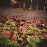 Voorjaarsgroen

Eindelijk komen er steeds meer plantjes boven de grond. Noah en Molly weten  ze precies te vinden in het bos.

Wil je meer informatie over deze planten?
Dat vind je in "Het grazen in het landschap plantenboek".

https://marshawijlhuizen.nl/mijn-boeken/

Frühlingsgrün

Endlich sprießen immer mehr Pflanzen aus dem Boden. Noah und Molly wissen genau, wo sie sie im Wald finden.

Möchten Sie mehr über diese Pflanzen erfahren?
Sie finden alles im "Wandern und grasen; mit Pferden unterwegs in der Landschaft – Wildpflanzen für Pferden"

https://marshawijlhuizen.nl/meine-bucher-deutsch/

#natürlichepferdefütterung
#wandelenmetpaarden
#natuurlijkepaardenvoeding
#plantenwandeling
#paardenplanten

www.marshawijlhuizen.nl