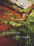 Wijnstok en druiven

Afgelopen winter ben ik vergeten om de wijnstok die in de tuin staat te snoeien. Dat ik te laat was merkte ik eind januari toen ik een twijg afknipte, de sapstroom was al op gang en de plant begon 'te bloeden'.

Geen probleem, dan maar wachten tot juni. Een bijkomend voordeel is dan dat ik de twijgen aan de pony's kan geven. Knip de twijgen 1 tot 2 bladeren voor de trossen af. Ik kies ervoor om het korter te doen ivm ruimtegebrek.

Dat druivenpitten bomvol antioxidanten zitten is misschien bekend maar dit geldt ook voor de bladeren!  Daarnaast bevatten ze onder andere ook mineralen, vitaminen en bètacaroteen.

In mediterrane landen wordt het blad ook in gerechten verwerkt, dan wel even blancheren of koken. Het zou ontstekingsremmend, vochtafdrijvend en krampwerend zijn.

Ideaal om als variatie aan je paarden aan te bieden.
De gecultiveerde wijnstok/druif vind je niet in ' Het grazen in het landschap plantenboek - Wat paarden eten'. Wel een aantal wilde varianten én meer dan 100 andere planten.

https://marshawijlhuizen.nl/mijn-boeken/

#wandelenmetpaarden
#natuurlijkepaardenvoeding
#plantenwandeling
#paardenplanten