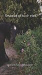 Favoriet of toch niet?

Niet alle planten zijn even gewild bij paardeneigenaren. Paarden denken daar soms heel anders over.

Alle planten zijn belangrijk voor onze paarden al denken wij, mensen, daar soms anders over.

Meer inspiratie nodig?

'Het grazen in het landschap plantenboek- Wat paarden eten'

https://marshawijlhuizen.nl/mijn-boeken/

#wandelenmetpaarden
#natuurlijkepaardenvoeding
#plantenwandeling
#paardenplanten